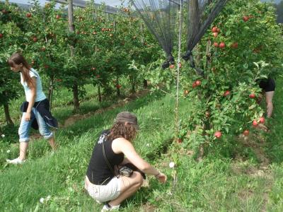 Biobauers Unkraut jäten und Äpfel essen