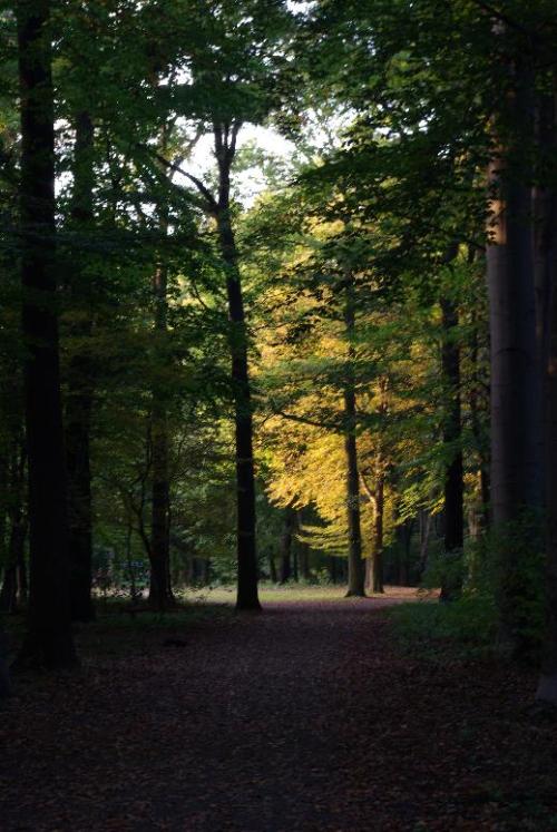 imwald1