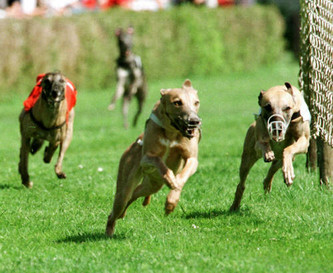 hunderennen-210207ap-story