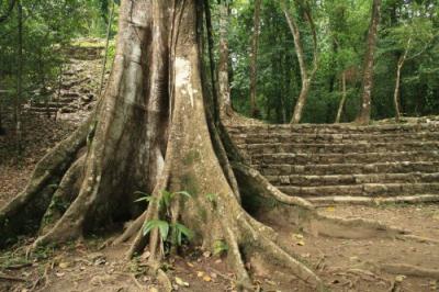 Baum in riesig mitten in den Ruinen