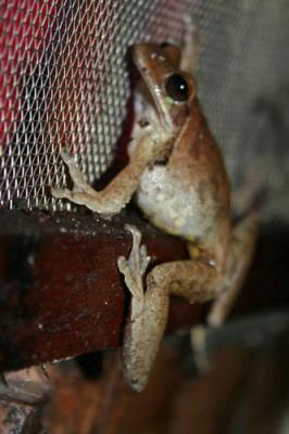 Mein kurzzeitiger Nachbar an der Cabañawand