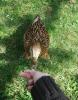 ente