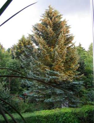 mein freund der baum