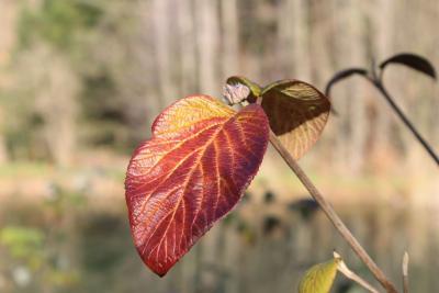 Blatt-vom-Wolligen-Schneeball