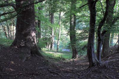 Blick-aus-dem-Wald-zum-u-Teich