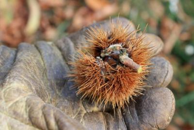 Erste-Kastanie-in-Hand-klein