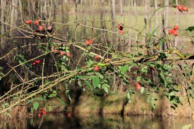 Haetschibaetischranke