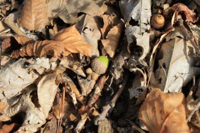Herbst-Eicheln-klein