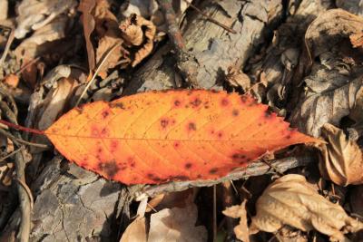 Herbst-Kirschbaumblatt