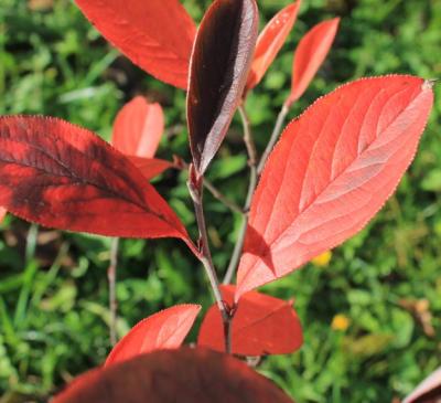 Herbstlaub-Apfelbeere