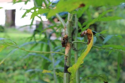 Hornisse-auf-Weide-klein