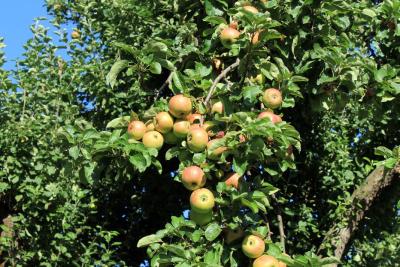 Kaiser-Wilhelm-im-Augsut