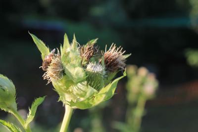 Kohlkratz-Distelbluete