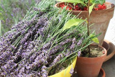 Lavendel-geschnitten