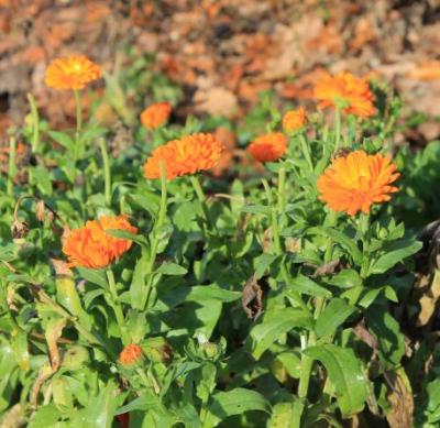 Ringelblumen-im-November