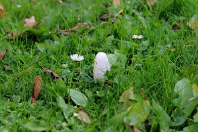 Schopftintling-geschlossen