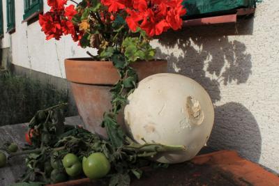 Stilleben-mit-Riesenbovist