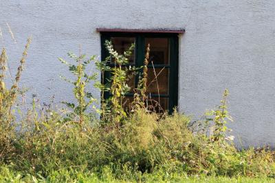 Stubenfenster-fast-zugewachsen