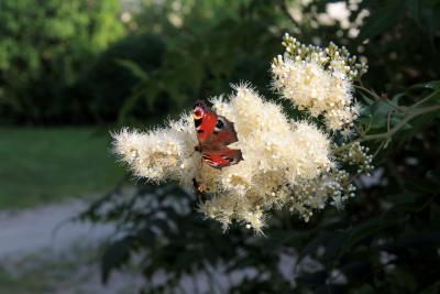 Tagpfauenauge-auf-Bluete