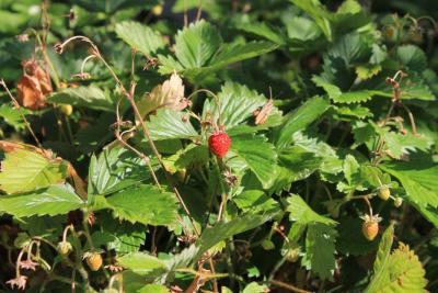 Walderdbeeren