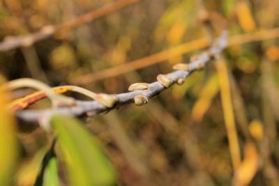 Wartende-Eichkatzerl