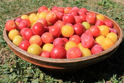 bunter-Kriecherlteller