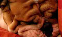 Bulldog am Sonntag