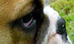 Bulldog am Sonntag