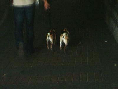 Mops-Mutter mit Kind im Tunnel