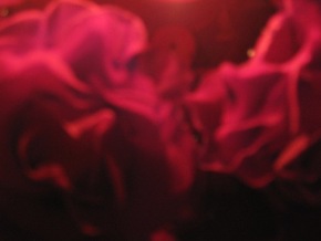 Rot