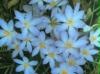 flowers1
