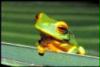 frog