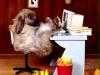 hase1