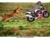jagd-spiele