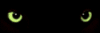 katzenauge