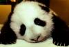 pandacubresting-5