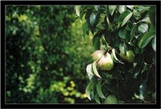 pears
