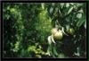 pears