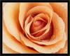 rose1