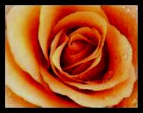 rose11
