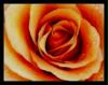 rose11