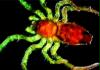 spider