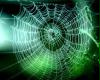 spiderweb1