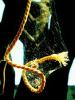 spiderweb