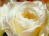 weisserose3