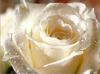 weisserose