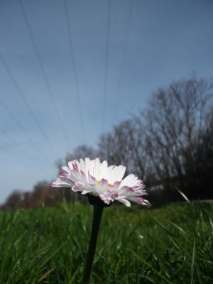 Gaenseblume