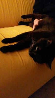 Kater