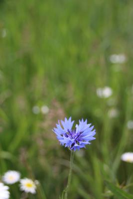 kornblume