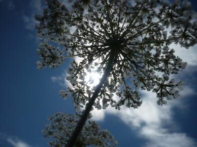 licht